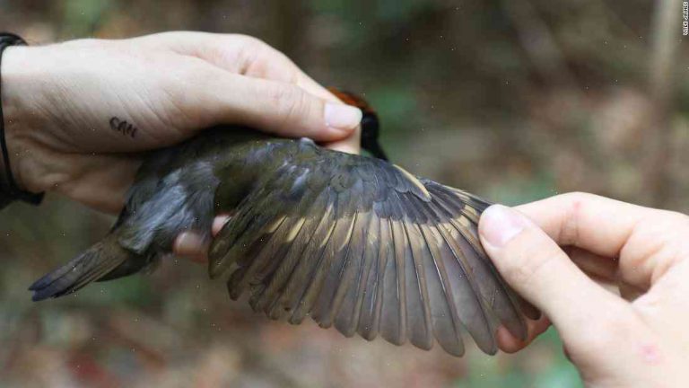 Climate change makes birds fatter – but shorter and quieter, too